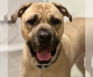 Mastiff-Unknown Mix Dogs for adoption in Techny, IL, USA