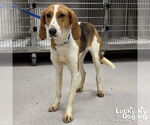 Small #2 American Foxhound Mix