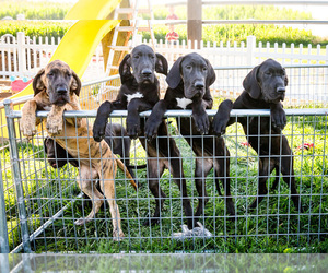 Great Dane Litter for sale in WAKARUSA, IN, USA