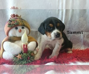 Raggle Puppy for sale in LOYAL, WI, USA