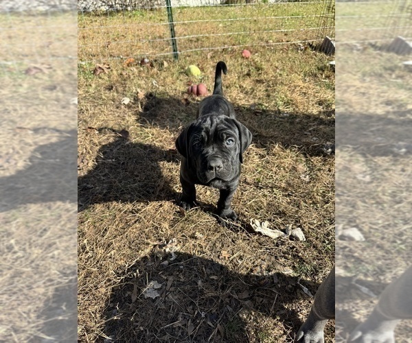 Medium Photo #11 Cane Corso Puppy For Sale in COLONIAL HEIGHTS, VA, USA