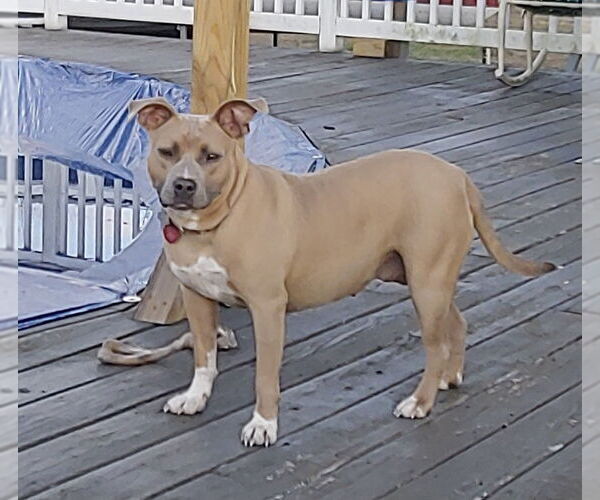 Medium Photo #3 Boxer Puppy For Sale in Holly Springs, NC, USA