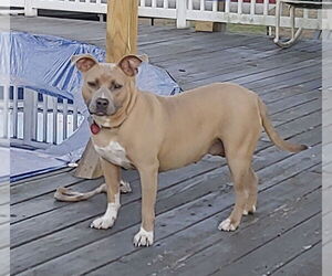 Bonnie (bonded to Clyde) - Female Boxer Dog for Adoption - Photo #3