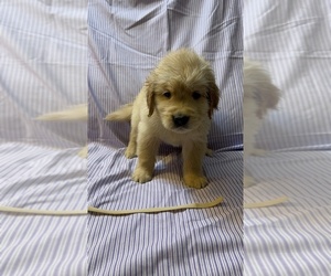 Golden Retriever Puppy for sale in SUN VALLEY, NV, USA