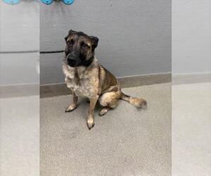 Medium Mutt