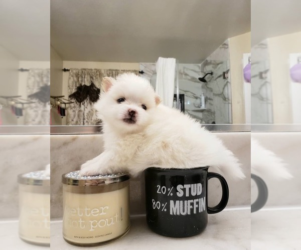 Medium Photo #1 Pomeranian Puppy For Sale in CITRUS HEIGHTS, CA, USA