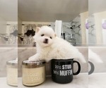 Small Photo #1 Pomeranian Puppy For Sale in CITRUS HEIGHTS, CA, USA