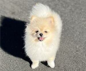 Pomeranian Puppy for sale in RESEDA, CA, USA