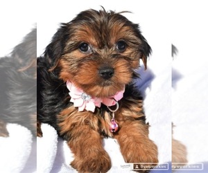 Yorkshire Terrier Puppy for sale in LOWELL, MA, USA