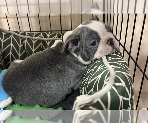 Medium Photo #3 Boston Terrier Puppy For Sale in FLINT, MI, USA