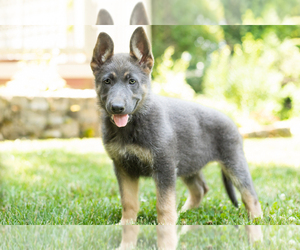 German Shepherd Dog Puppy for sale in GOSHEN, IN, USA