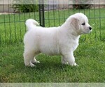 Small Photo #4 Golden Retriever Puppy For Sale in NUNN, CO, USA