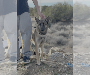 Reign fka Sandra - located in CO - Female German Shepherd Dog-Unknown Mix Dog for Adoption - Photo #3
