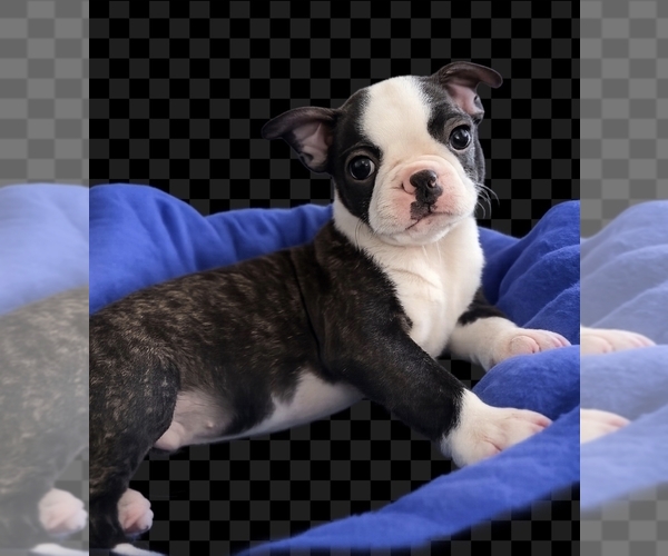 Medium Photo #1 Boston Terrier Puppy For Sale in CLARKSTON, WA, USA