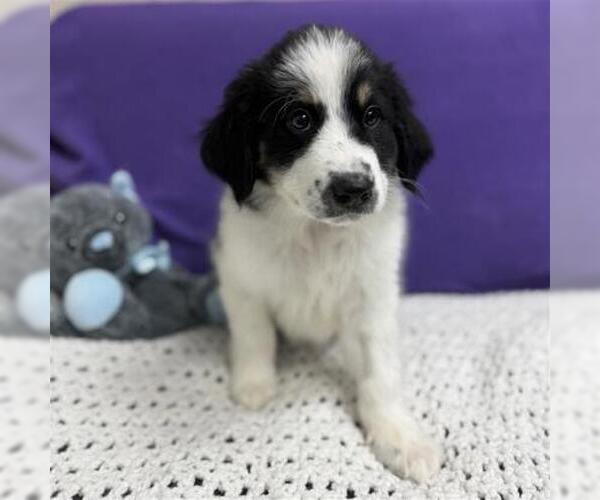 Medium Photo #8 Great Pyrenees Puppy For Sale in Spring, TX, USA