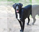 Small #3 Mutt