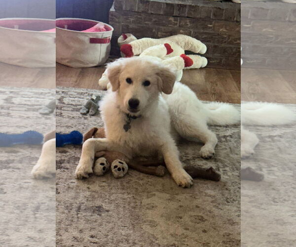 Medium Photo #4 Great Pyrenees-Unknown Mix Puppy For Sale in Houston, TX, USA