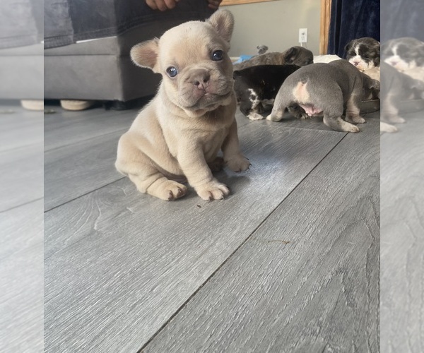 Medium Photo #3 French Bulldog Puppy For Sale in MAPLE GROVE, MN, USA