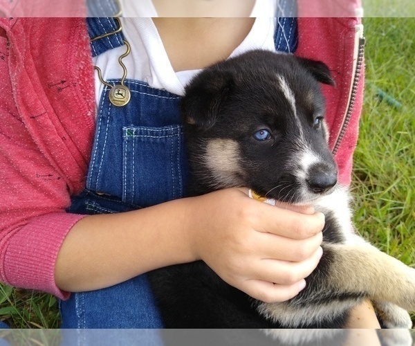 Medium Photo #3 German Shepherd Dog-Siberian Husky Mix Puppy For Sale in ALLEGRE, KY, USA