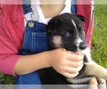 Small Photo #3 German Shepherd Dog-Siberian Husky Mix Puppy For Sale in ALLEGRE, KY, USA
