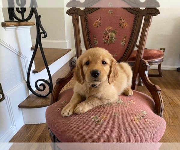 Medium Photo #2 Golden Retriever Puppy For Sale in STOCKTON, CA, USA