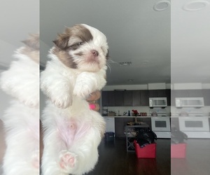 Shih Tzu Puppy for sale in INDIANAPOLIS, IN, USA