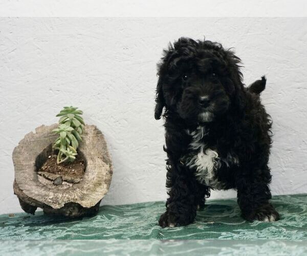 Medium Photo #1 Bernedoodle-Poodle (Toy) Mix Puppy For Sale in NAPPANEE, IN, USA