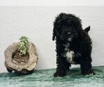 Small Photo #1 Bernedoodle-Poodle (Toy) Mix Puppy For Sale in NAPPANEE, IN, USA