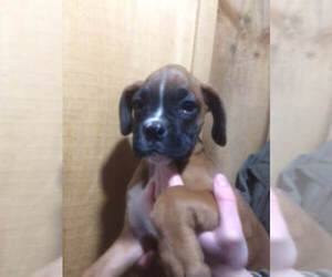 Boxer Puppy for sale in GLENFIELD, NY, USA