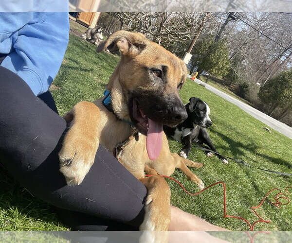 Medium Photo #9 Black Mouth Cur-German Shepherd Dog Mix Puppy For Sale in Brewster, NY, USA