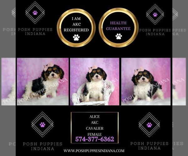Medium Photo #2 Cavalier King Charles Spaniel Puppy For Sale in WARSAW, IN, USA