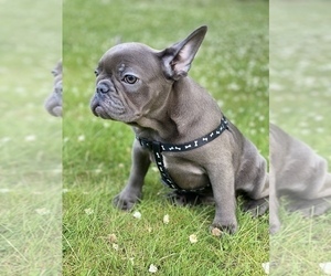 French Bulldog Puppy for sale in METUCHEN, NJ, USA