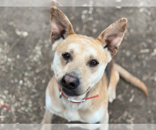 Medium Photo #1 Carolina Dog-Unknown Mix Puppy For Sale in Tulsa, OK, USA