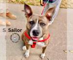 Small #4 American Staffordshire Terrier