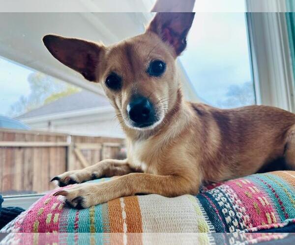 Medium Photo #3 Jack Chi Puppy For Sale in Missouri City, TX, USA