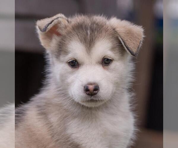 Medium Photo #1 Siberian Husky-Unknown Mix Puppy For Sale in San Diego, CA, USA