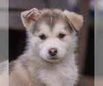 Small Siberian Husky Mix