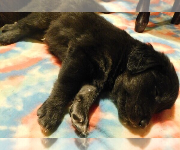 Medium Photo #13 Golden Labrador Puppy For Sale in MESA, CO, USA