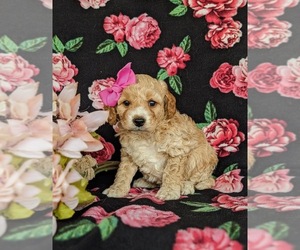Goldendoodle (Miniature) Puppy for sale in KIRKWOOD, PA, USA