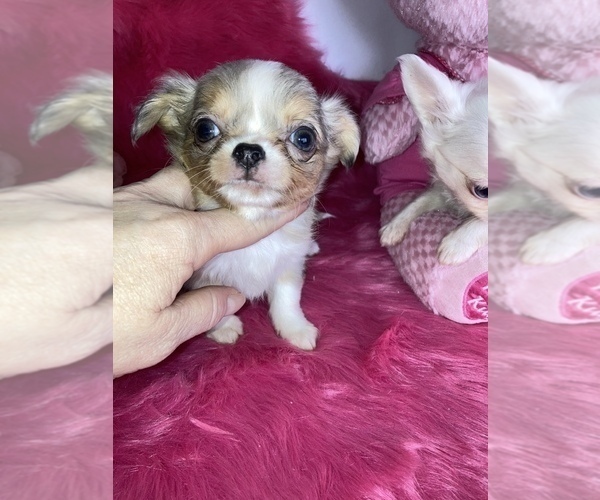 Medium Photo #6 Chihuahua Puppy For Sale in TRACY, CA, USA
