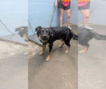 Minnie - Female Australian Shepherd Dog for Adoption - Small photo