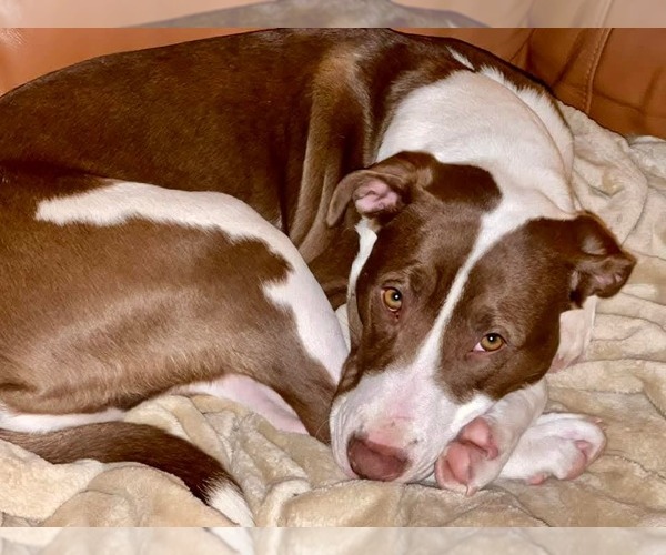 Medium Photo #10 American Staffordshire Terrier-Collie Mix Puppy For Sale in Caribou, ME, USA