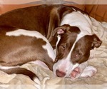 Small #9 American Staffordshire Terrier-Collie Mix