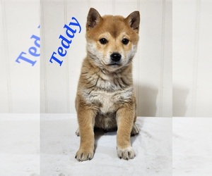 Shiba Inu Dogs for adoption in ORWELL, OH, USA