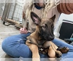 Small Photo #64 Belgian Malinois Puppy For Sale in REESEVILLE, WI, USA