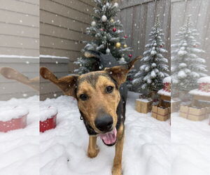 German Shepherd Dog-Unknown Mix Dogs for adoption in Rustburg, VA, USA