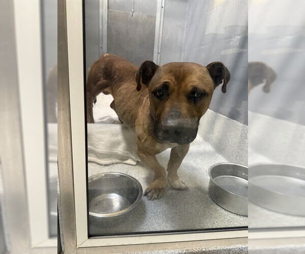 Medium Photo #1 American Pit Bull Terrier-Basset Hound Mix Puppy For Sale in Alameda, CA, USA