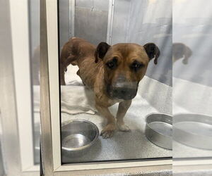 American Pit Bull Terrier-Basset Hound Mix Dogs for adoption in Alameda, CA, USA