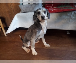 Bernedoodle (Miniature) Puppy for sale in BLACK FOREST, CO, USA