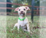 Small Photo #3 Mutt Puppy For Sale in Greenville, SC, USA